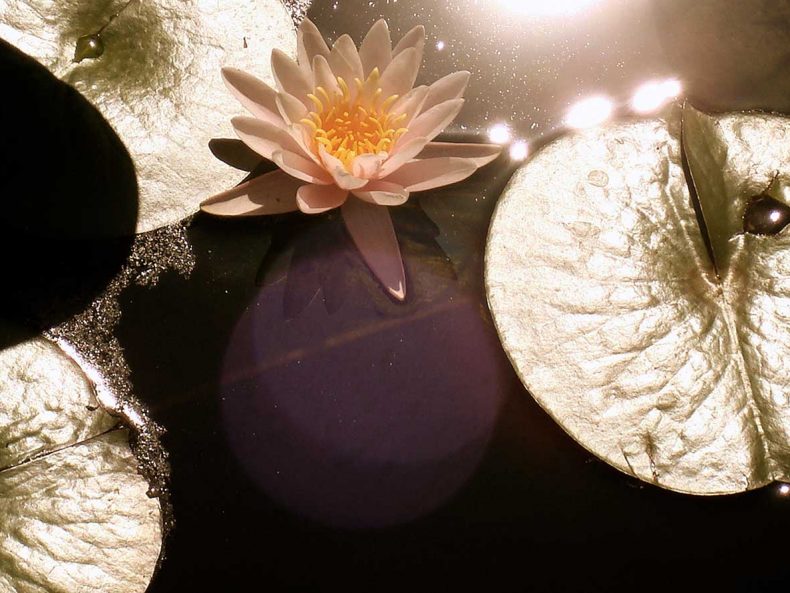 Sesshin, Aarau, zen, Meditation