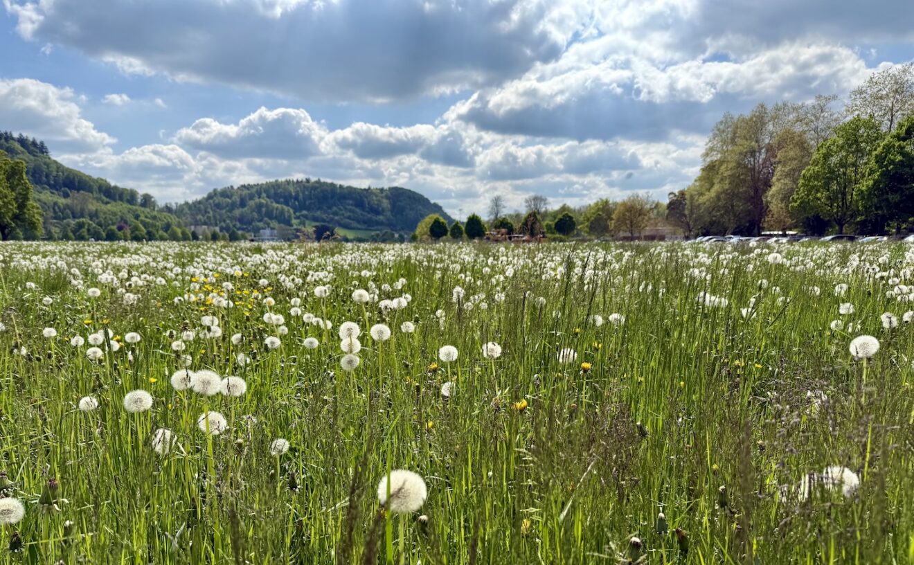 Frühlingswiese, Aarau, zen, Retreat, Meditation