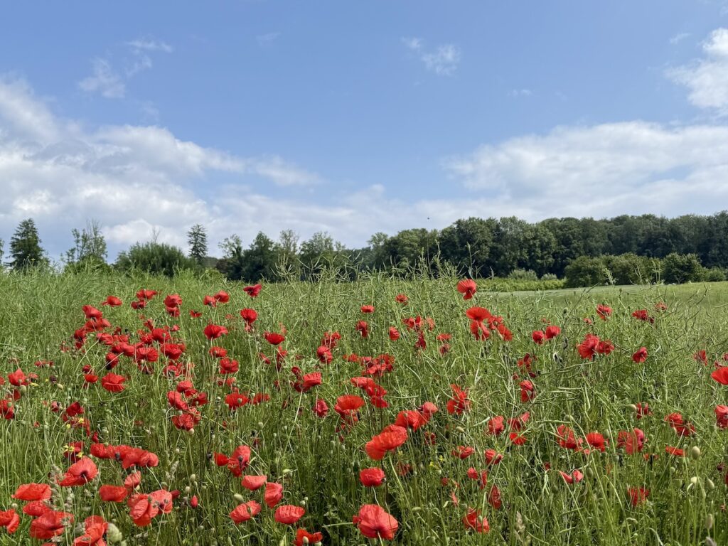 Yoga Sommerzeit 2025 Zen Sommerwiese