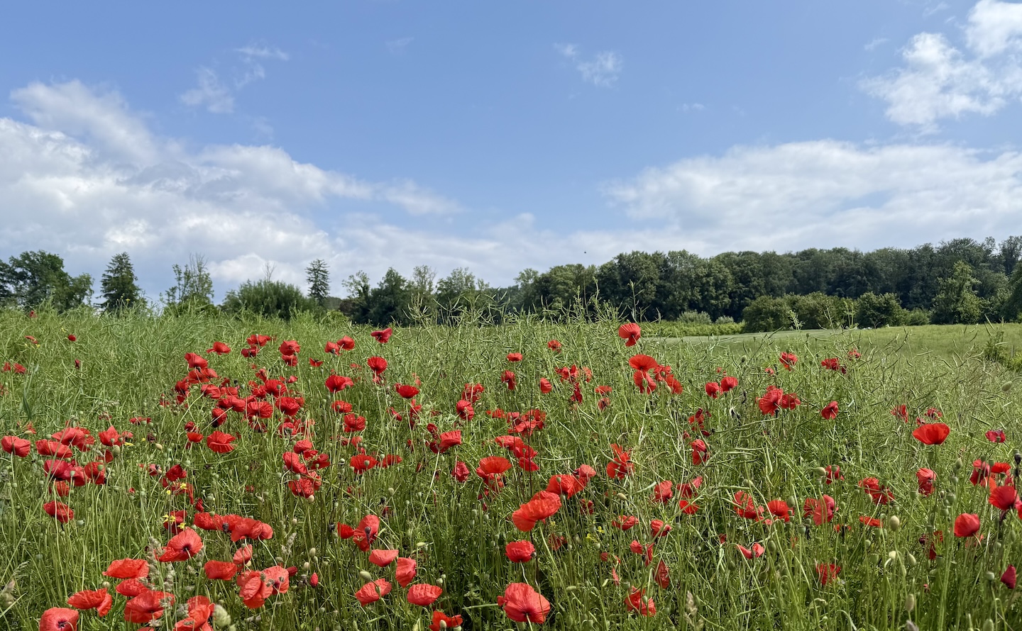 Yoga Sommerzeit 2025 Zen Sommerwiese