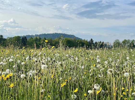 Blumenwiese Frühling Zen Retreat Mini Retreat Aarau