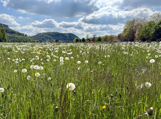 Yoga und Zen Aarau Frühling