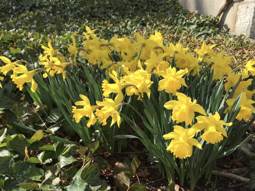 Zen Retreat Session Aarau sarva