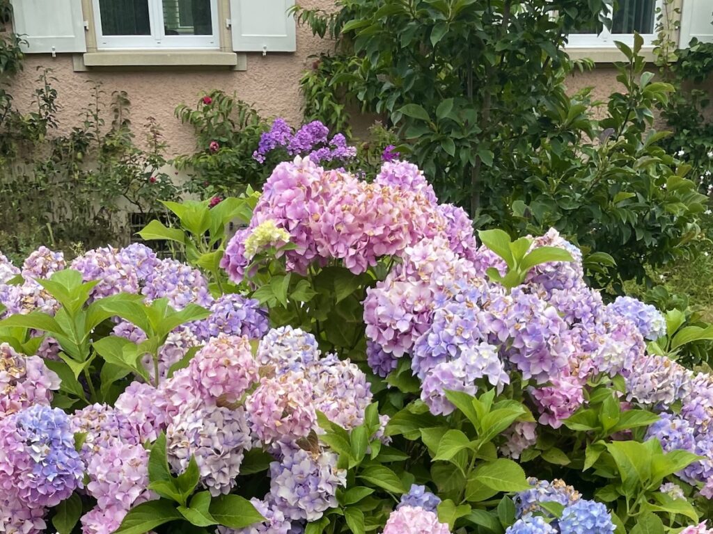 Aarau_Sesshin_Blumen im Sommer