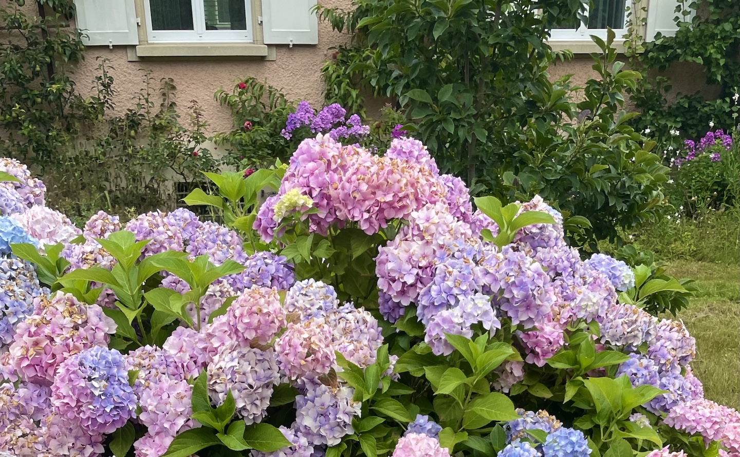 Aarau_Sesshin_Blumen im Sommer